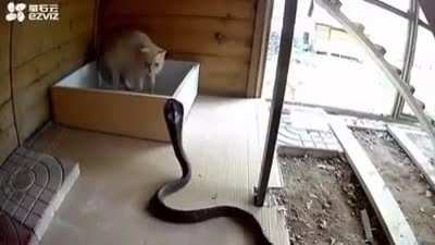 MY BOX! (GIF)