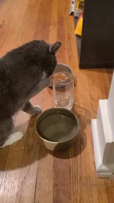 My GF's 16 year old cat is starting to lose it a little bit...
