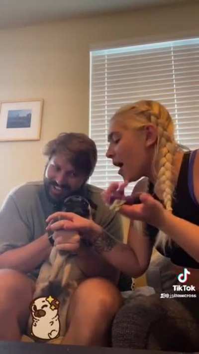 Pug does NOT WANT