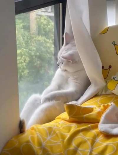 Being a cat is really hard..:-)