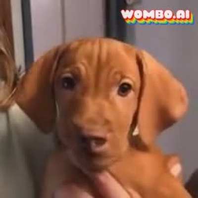 Thanks, I hate putting my dog through wombo