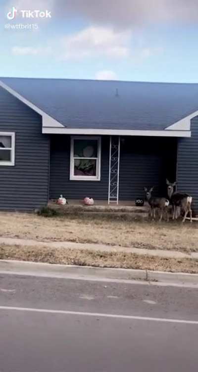 Local street thugs