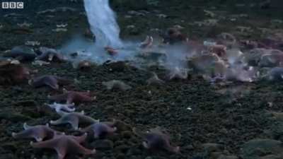 Brinicle coming down like a finger of death and freezing a bunch of starfish in place.