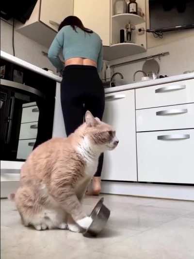 my human doesn't give me food