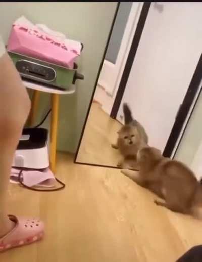 Не пойму, что это?