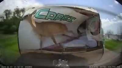 God damn deer...