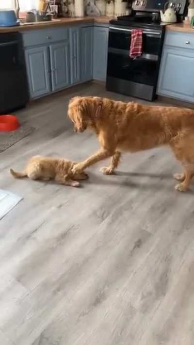 Goober meets younger brother