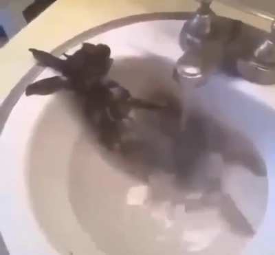 Rabbit bath