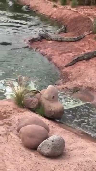 They like waterslides