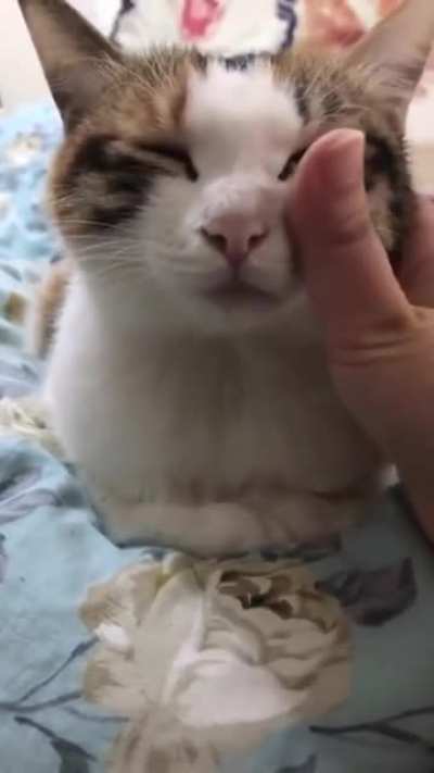 horRIbLE oWnER bReaKS caT's nEcK UsInG preSsurE pOInTS