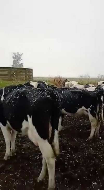 Reportan #nieve en Elortondo, sur de Santa Fe