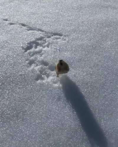 The Lemming is a small rodent, usually found in or near the Arctic in tundra biomes. Their defence system is thought to be based on aposematism (warning display). They can be very territorial and aggressive.