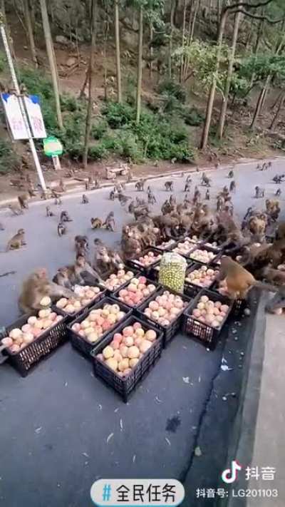 Monkey banquet