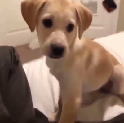 Hi