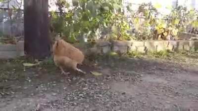 Cat and mouse chase