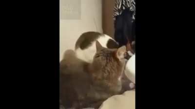Poor cat