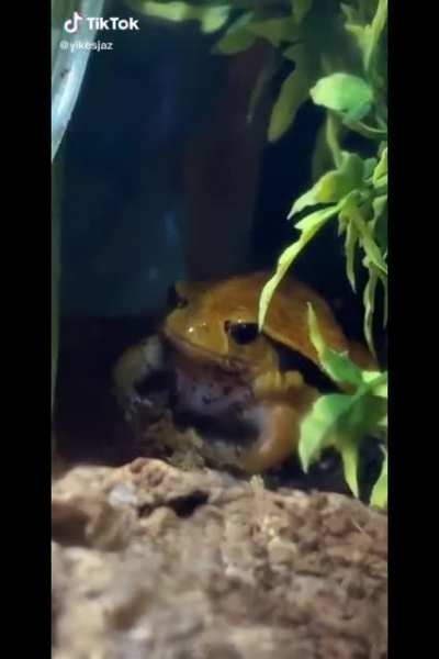His name is mango, if you were wondering :)