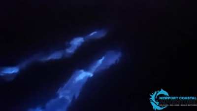 Dolphins swimming in bioluminescent waters off the coast of Newport, CA