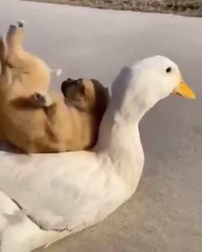 Doge’s!🥰