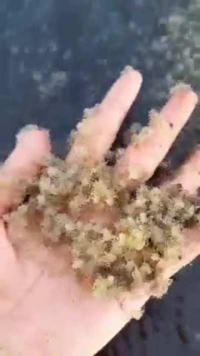 Baby crabs?
