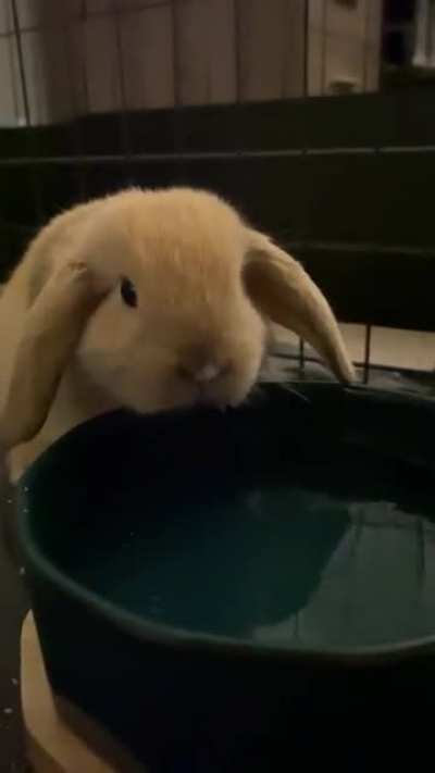 Yoyo making water drinking sounds