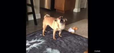 I think this dog is possessed