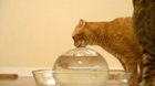 Cat enjoying ice ball