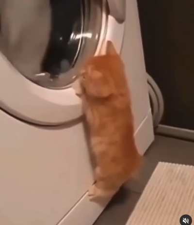 Smol cat problems