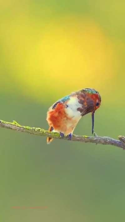 🔥Allen’s hummingbird beak cleaning and sharpening ritual