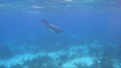 Manatee