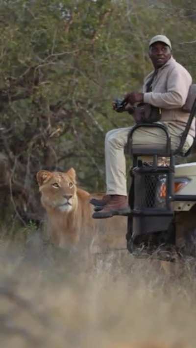 He was looking for the lion, but the lion found him