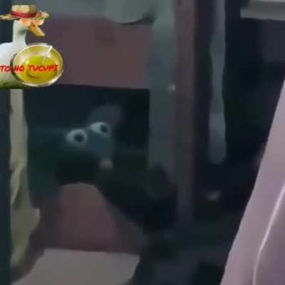 O título