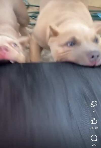 ADHDogs