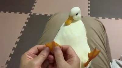 Ördeğe masaj yapmak