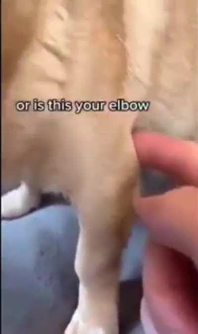 Elbow?