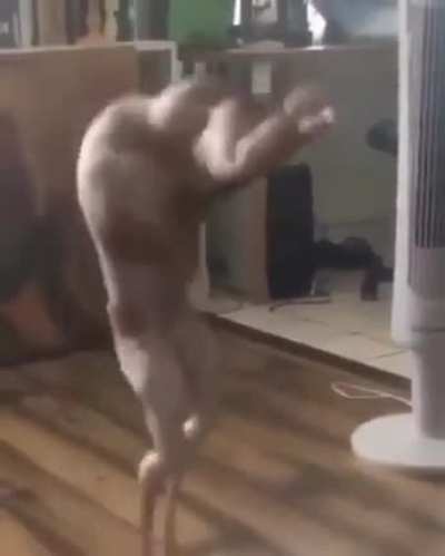 cursed_chicken