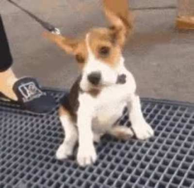 With his ears to the wind!