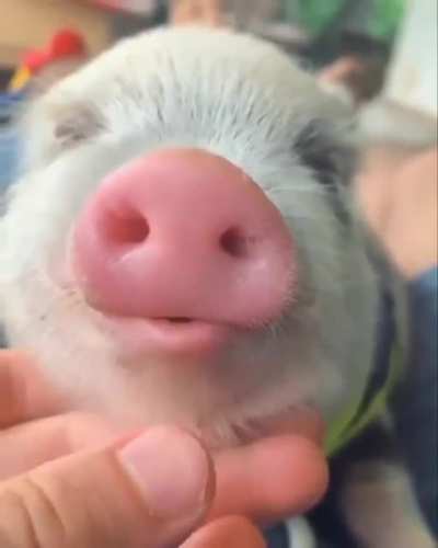 Blep blep