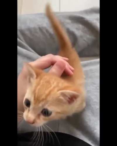 Cat memes 😜👌❤️