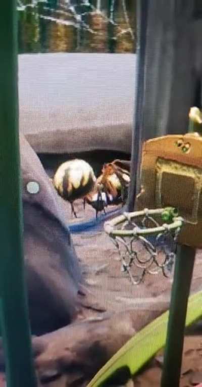 Mating ritual?