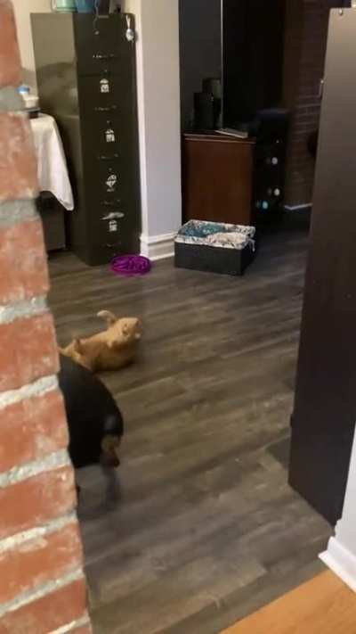 Rottweiler terrified of super chill cat.