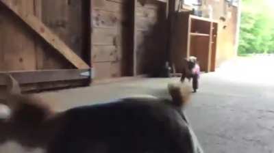Pyjama goat hay parkour