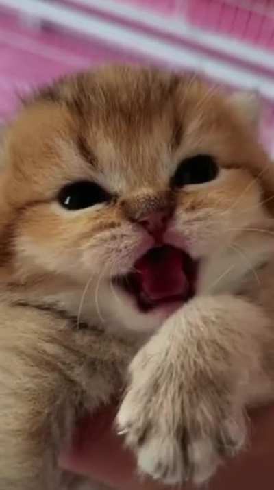 I is ferocious