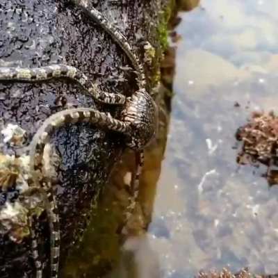 brittlestar