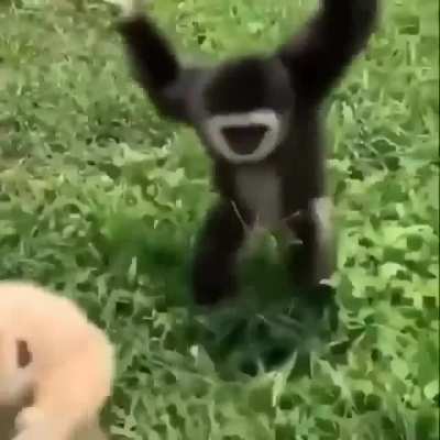 Monke friendo :)