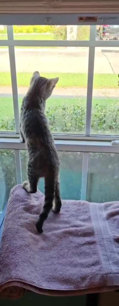 Catculation fail.