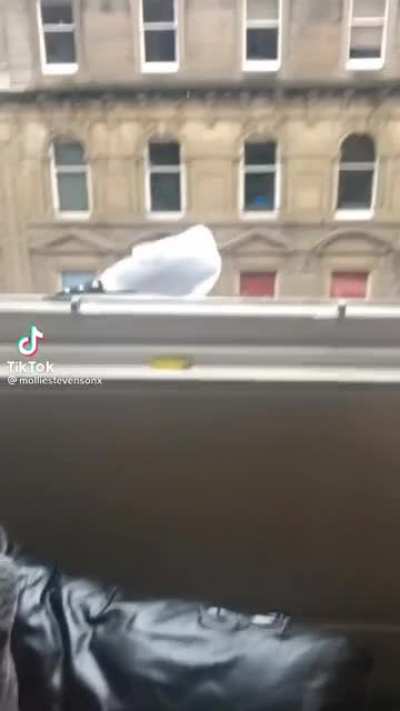 Go away seagull!