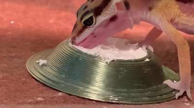 do baby leo’s know when to stop with the calcium? i read that they know when they need to eat some, but my little girl really seems to go ham on it. not sure if maybe she wants to eat the bowl or if she really just needs this much, but here’s a short clip