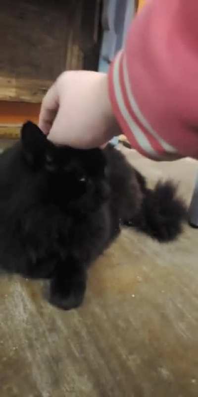 I tried to pet my new cat and he pulls this on me