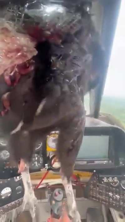 Pilot safely lands his plane after a huge bird struck his windshield in the Los Ríos Province, Ecuador. Ariel Valiente was not injured during the incident.